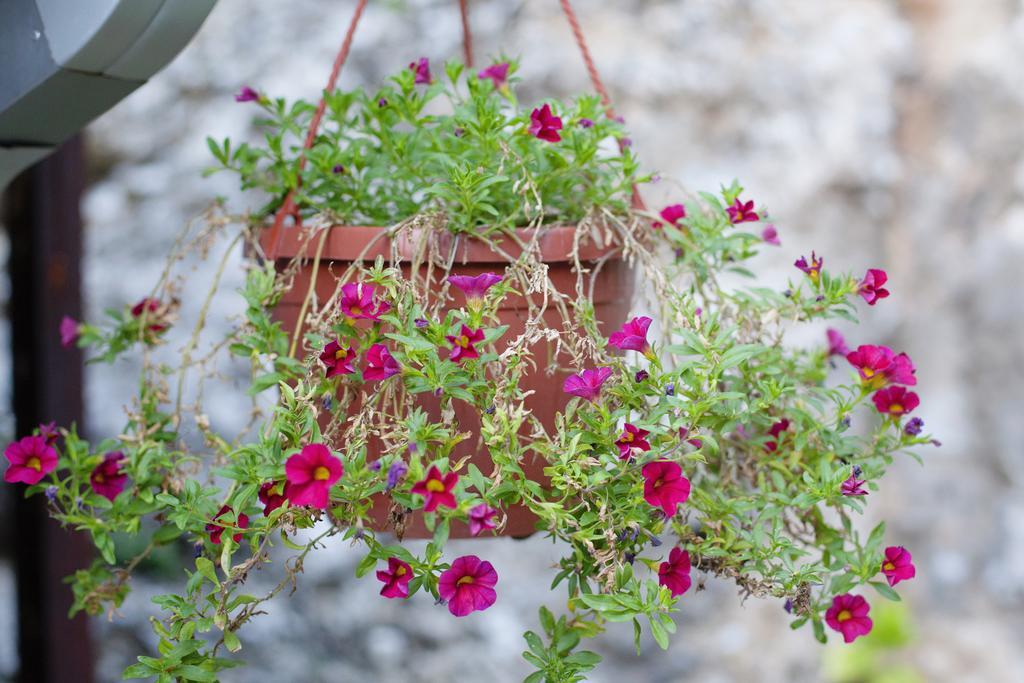 Guesthouse Hortenzija Mostar Dış mekan fotoğraf